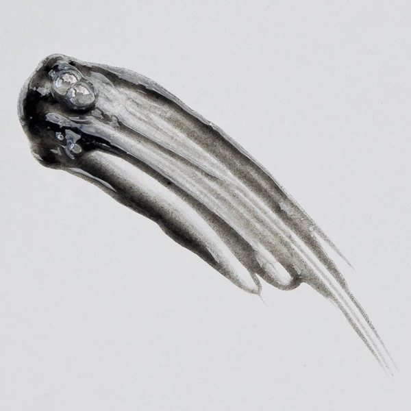 Nettoyant Black Mint - Gel Purifiant Charbon Actif + Rhassoul 2 Nettoyant Black Mint - Gel Purifiant Charbon Actif + Rhassoul – Image 2