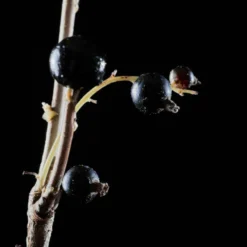 Eau De Parfum Black Anise 9 Eau De Parfum Black Anise -Default Template 1 108 362693 5 max